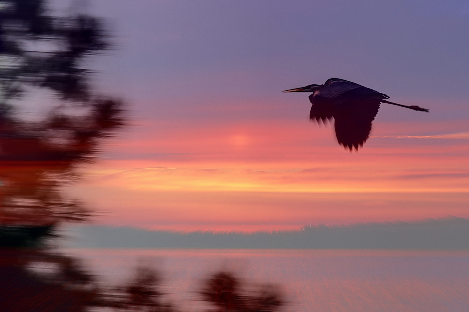 Great Blue Heron