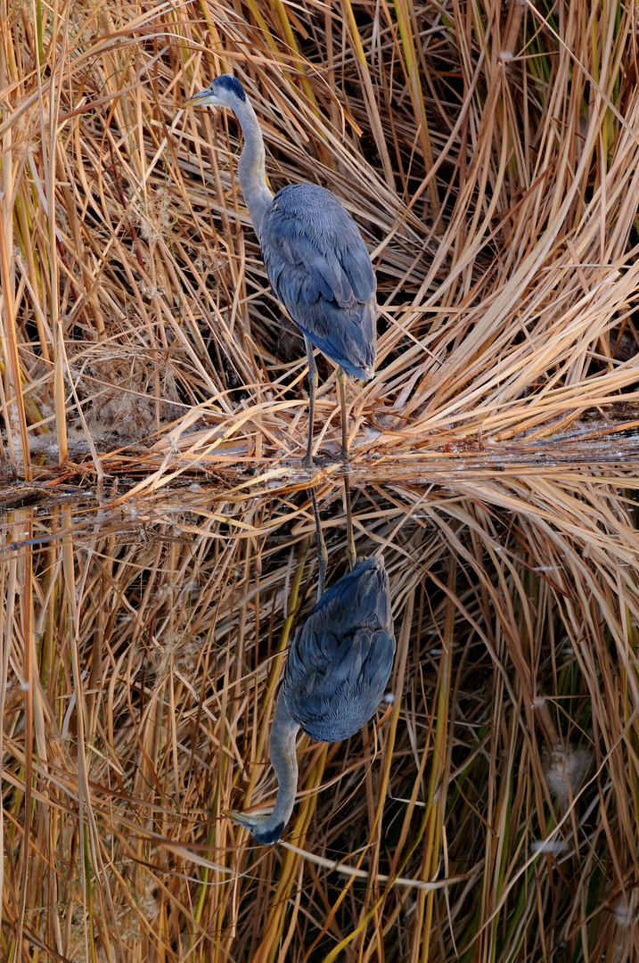 Great Blue Heron