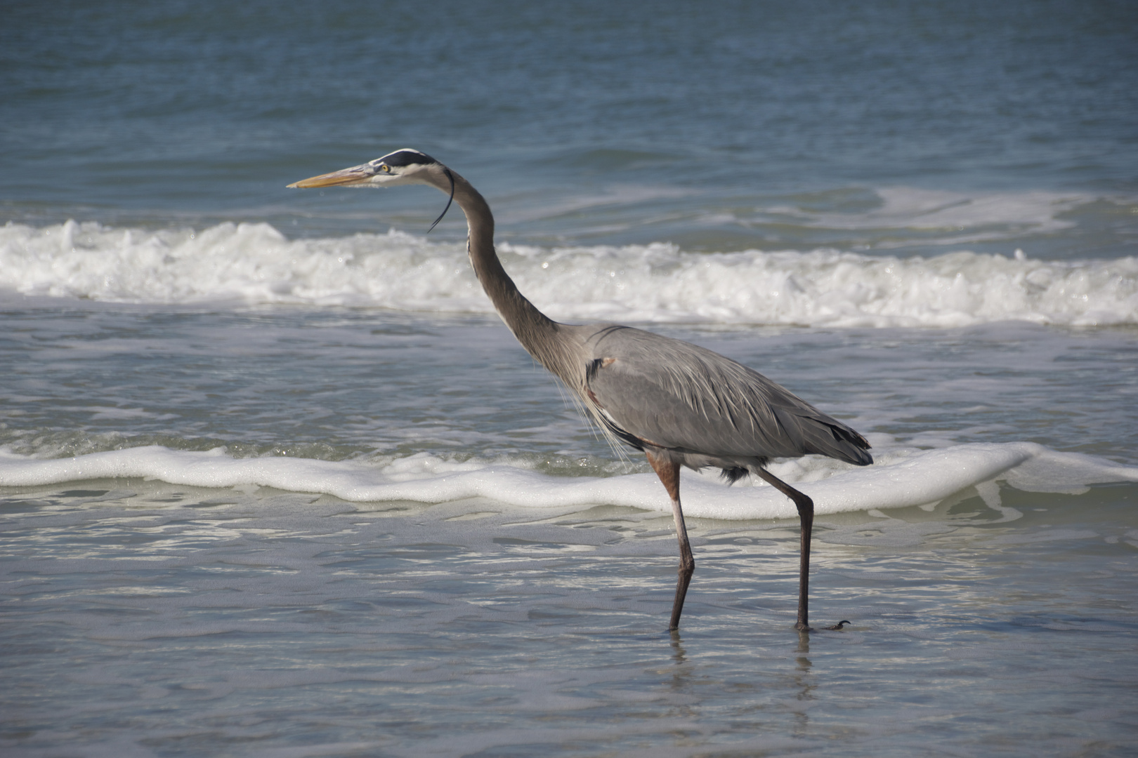 Great blue heron