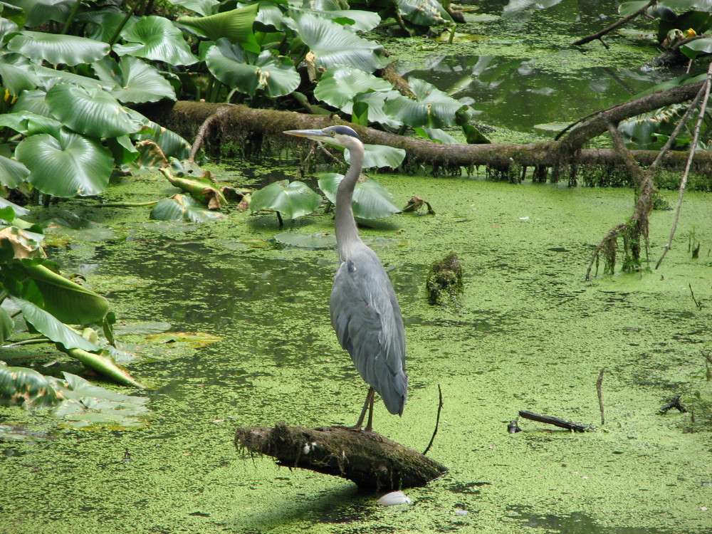 Great Blue Heron