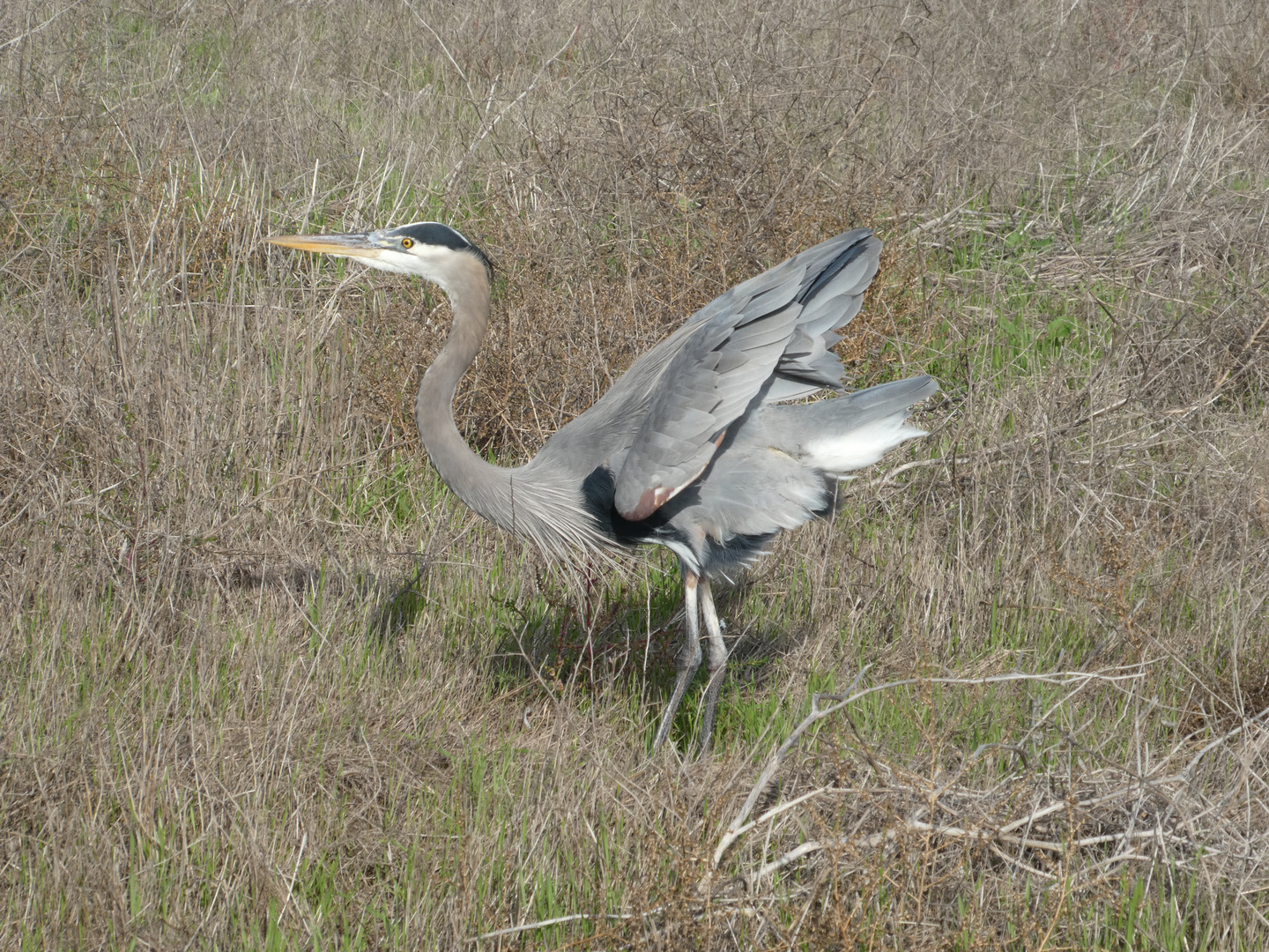 Great Blue Heron  -  Ardea herodias