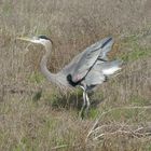 Great Blue Heron  -  Ardea herodias