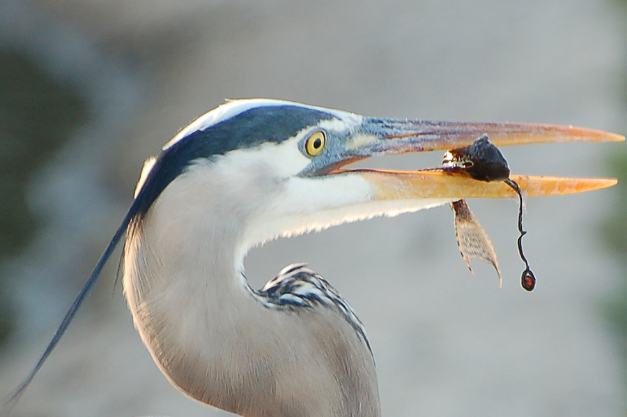 Great Blue Heron - Ardea herodias...