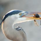 Great Blue Heron - Ardea herodias...