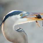 Great Blue Heron - Ardea herodias...