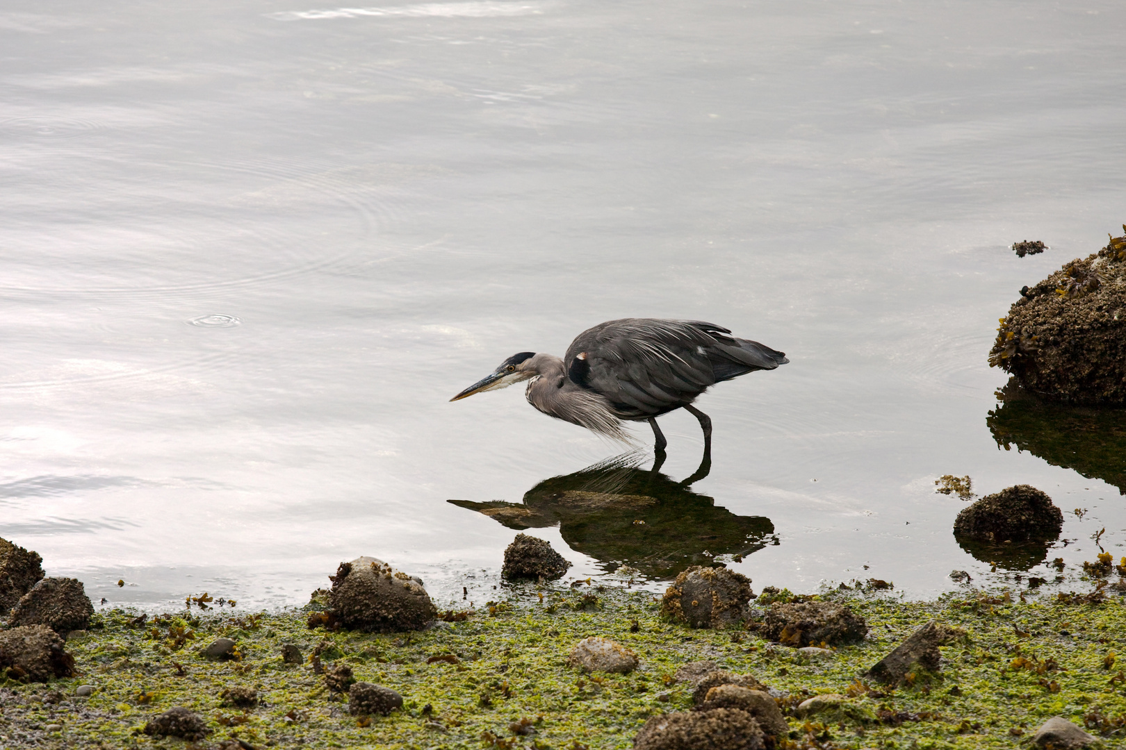 Great Blue Heron (Ardea herodias)