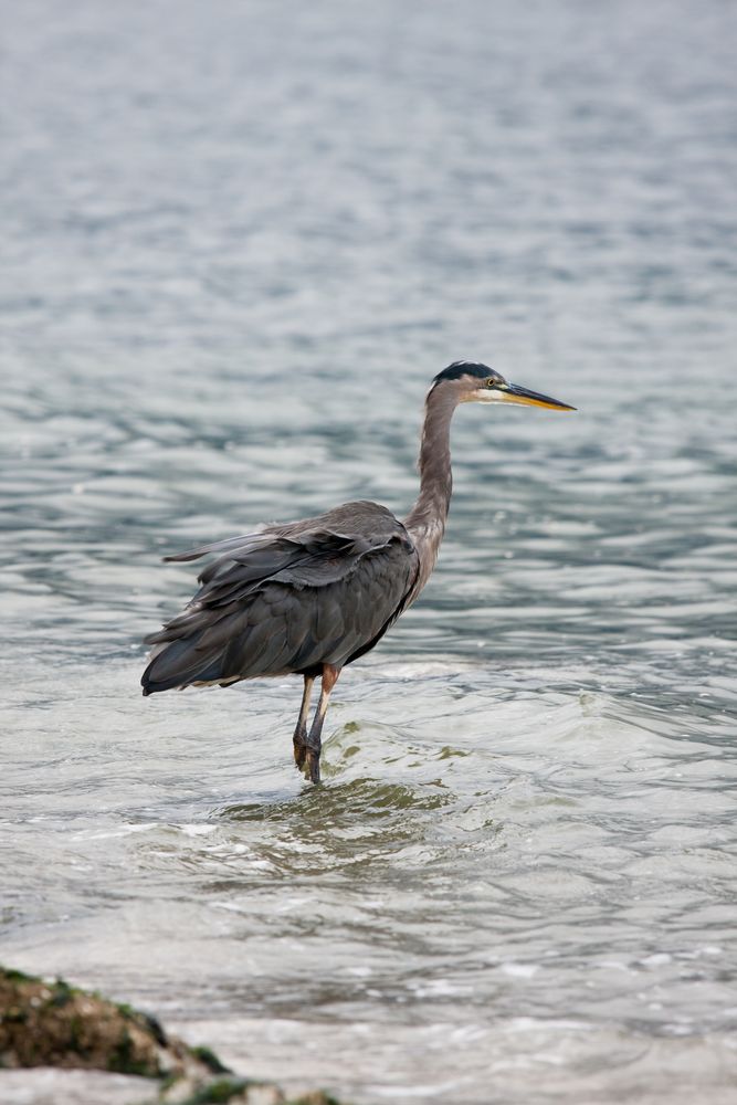 Great Blue Heron (Ardea herodias)