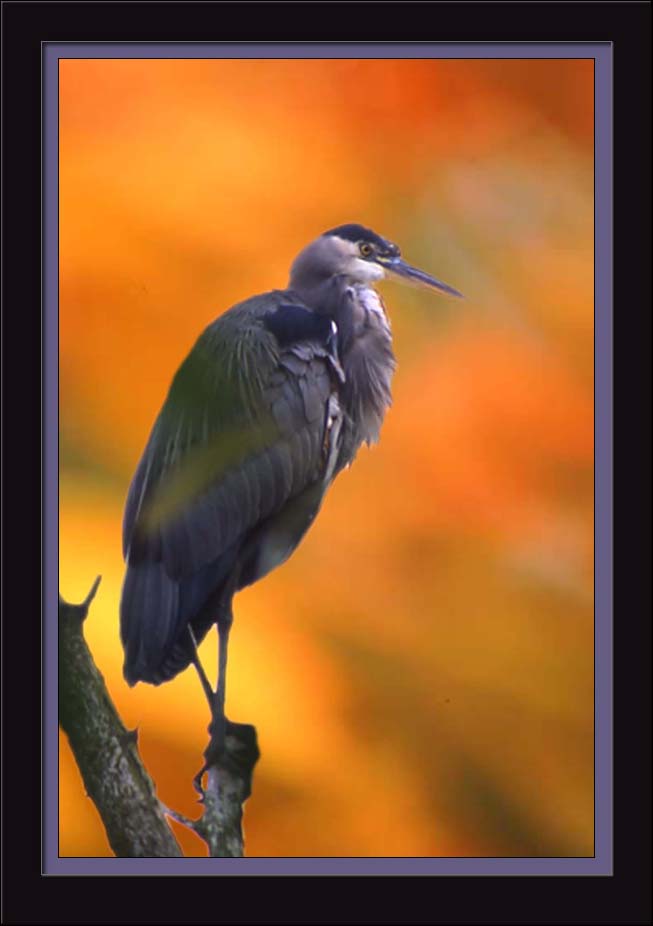 Great Blue Heron