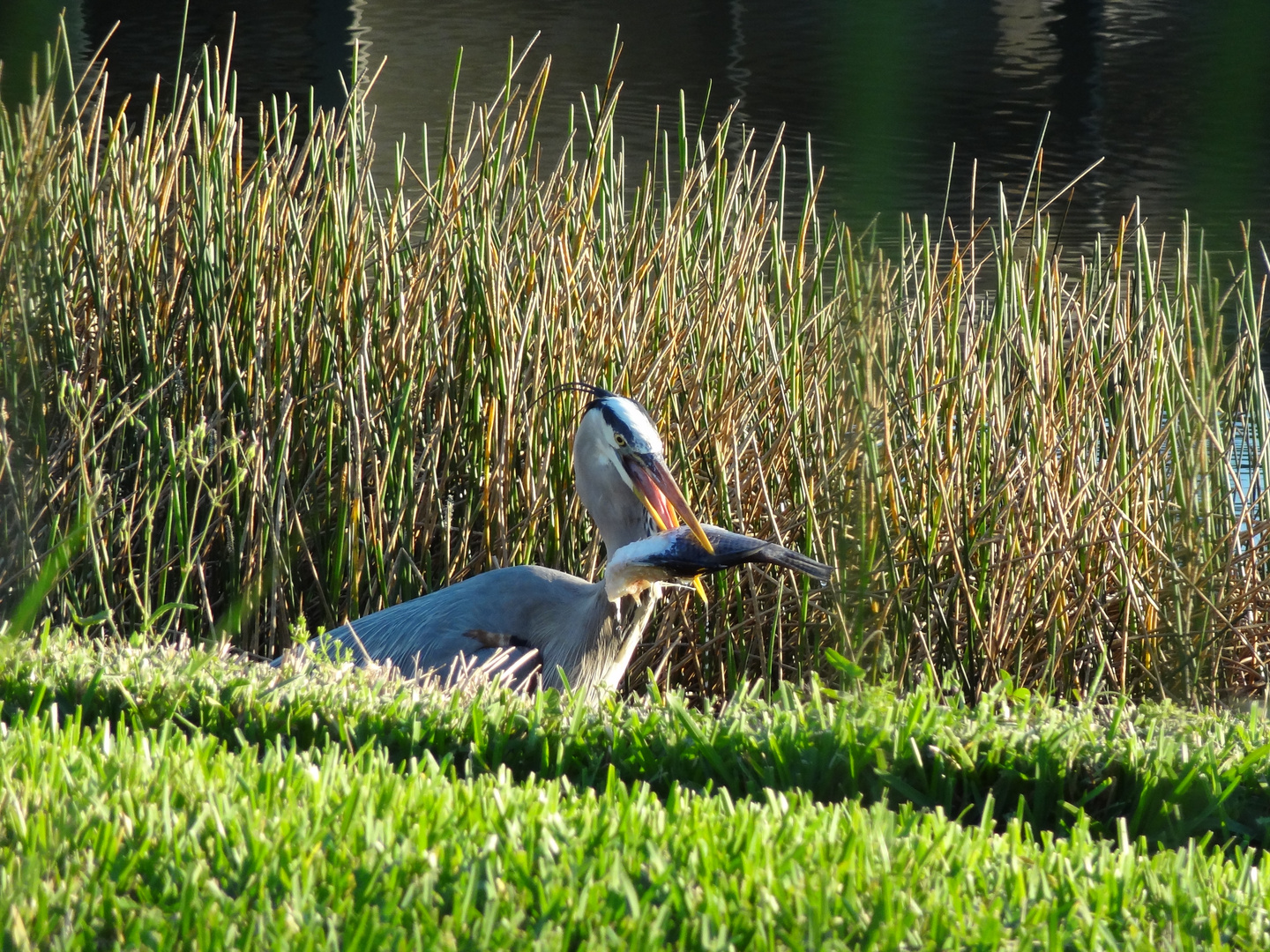 Great Blue Heron beim Lunch