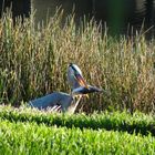 Great Blue Heron beim Lunch