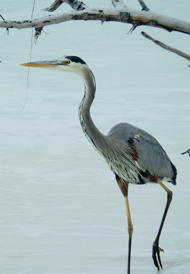 Great Blue Heron