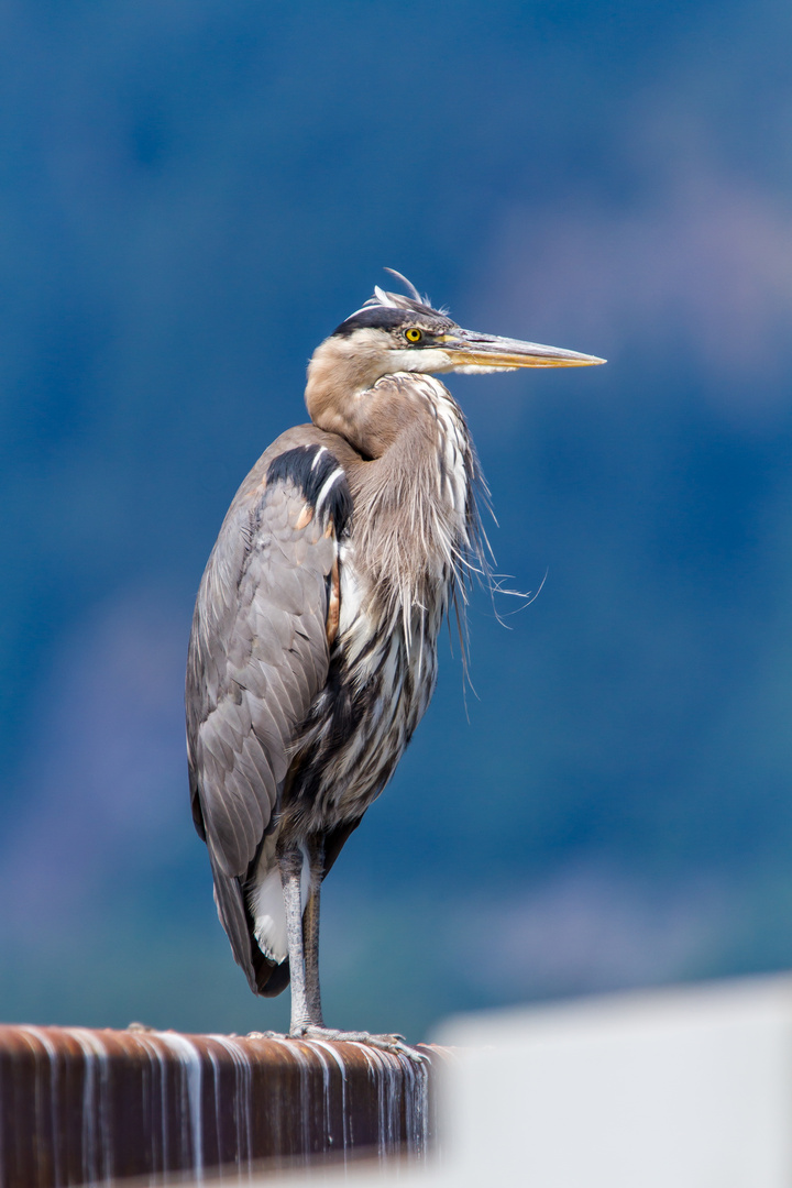 Great Blue Heron