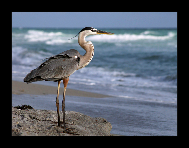 Great blue heron