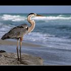 Great blue heron