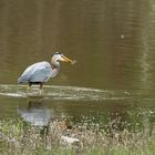 Great Blue Heron Fishing