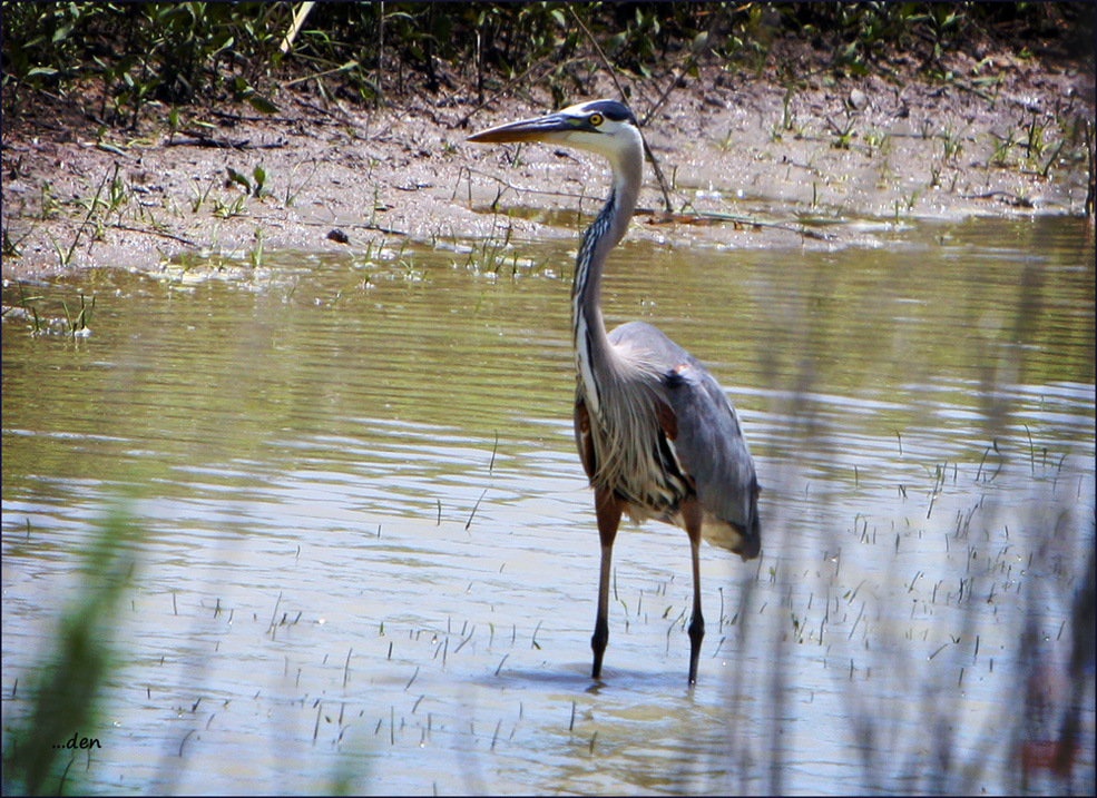 Great Blue Heron in full plumage.......