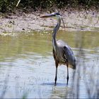 Great Blue Heron in full plumage.......