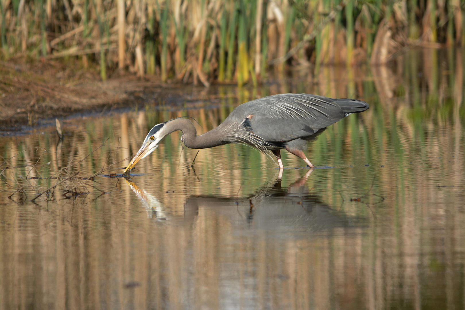 Great Blue Heron - Kanadareiher