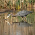 Great Blue Heron - Kanadareiher