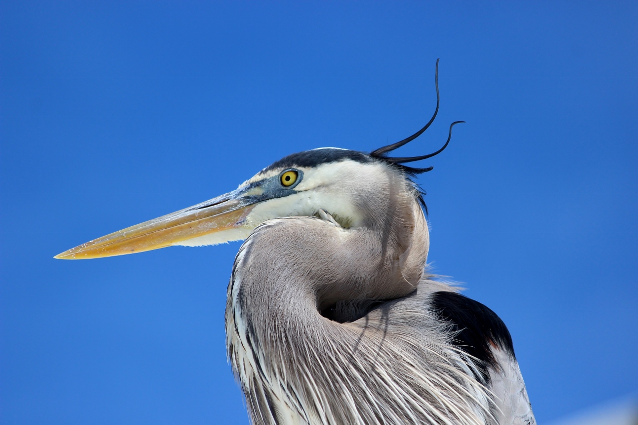 Great Blue Heron - Kanadareiher