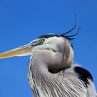 Great Blue Heron - Kanadareiher