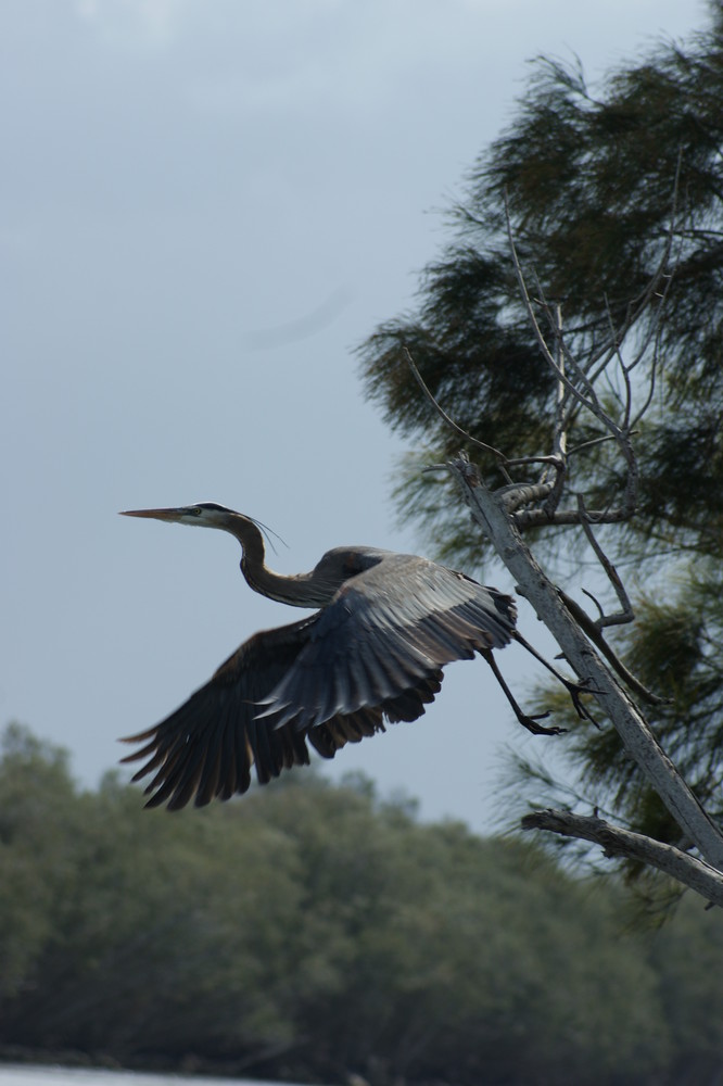 Great Blue Heron Seeking Flight