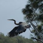 Great Blue Heron Seeking Flight