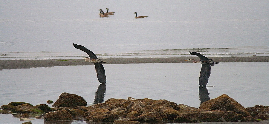 Great Blue Heron - x2