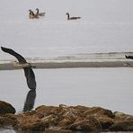 Great Blue Heron - x2