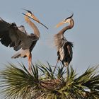 GREAT BLUE HERONS NESTING