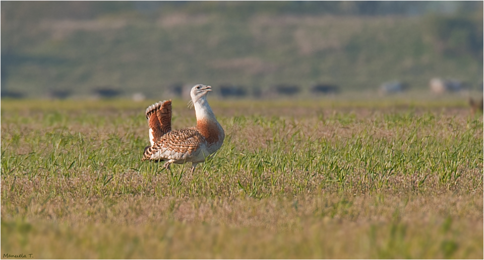 Great bustard