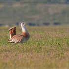 Great bustard