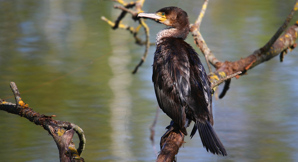 Great Cormorant 