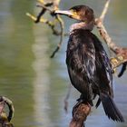 Great Cormorant 