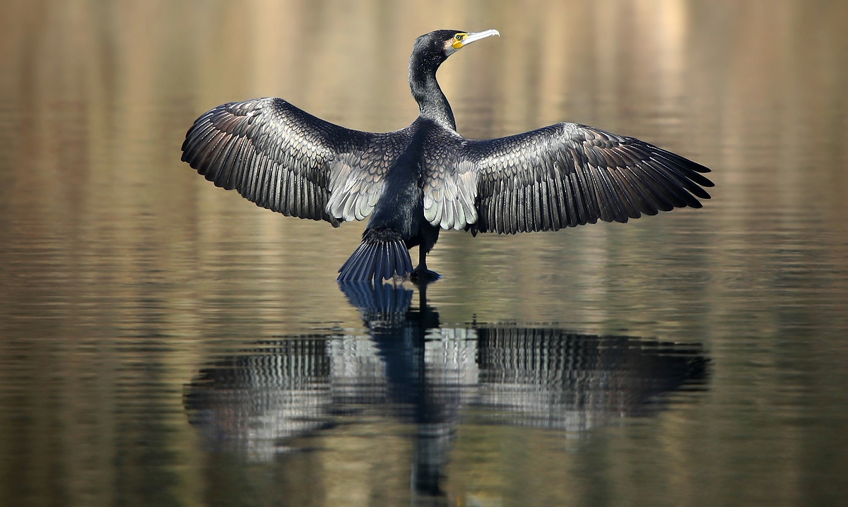 Great Cormorant 