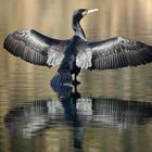 Great Cormorant 