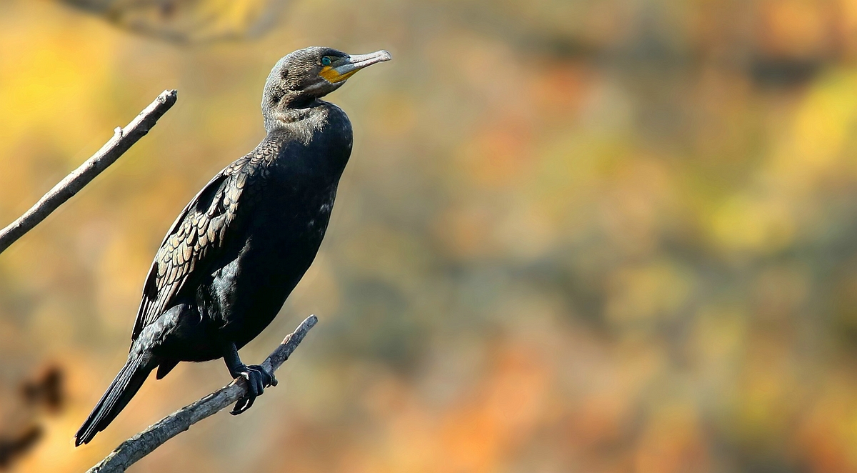 Great Cormorant 