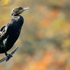 Great Cormorant 