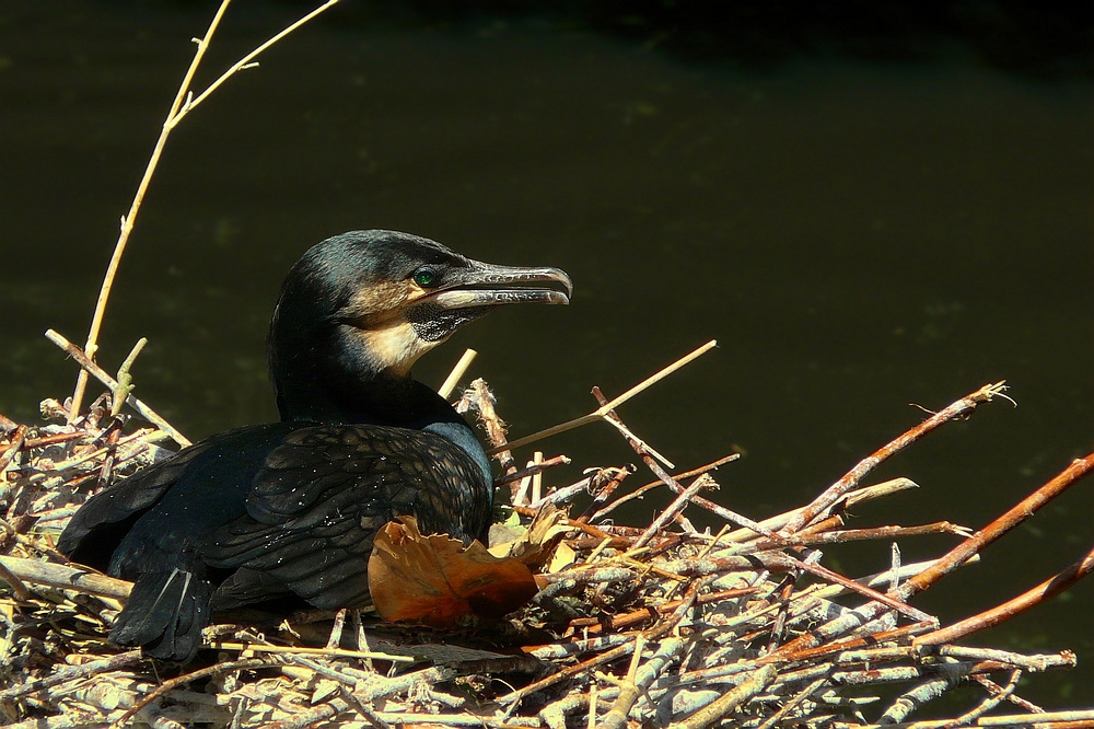 Great Cormorant