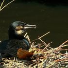 Great Cormorant