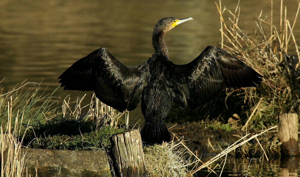 Great Cormorant