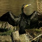 Great Cormorant