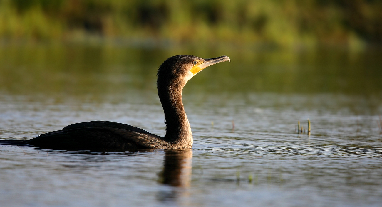 Great Cormorant