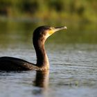 Great Cormorant