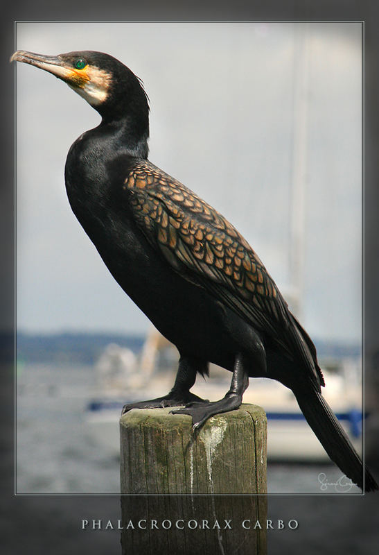 Great Cormorant