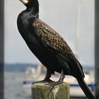 Great Cormorant