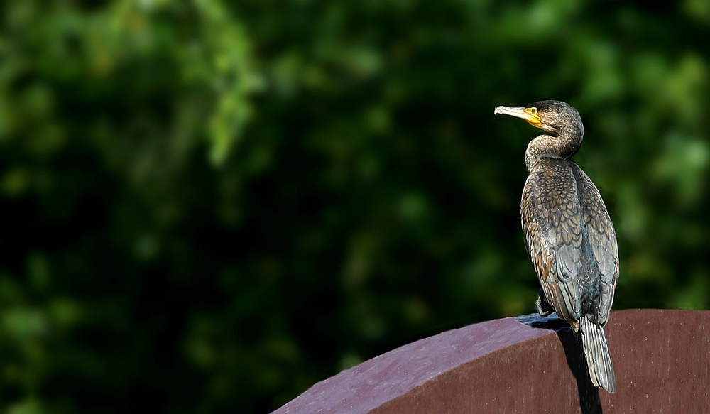 Great Cormorant 