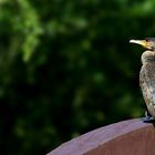 Great Cormorant 