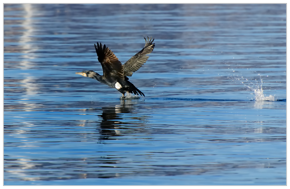 Great Cormorant