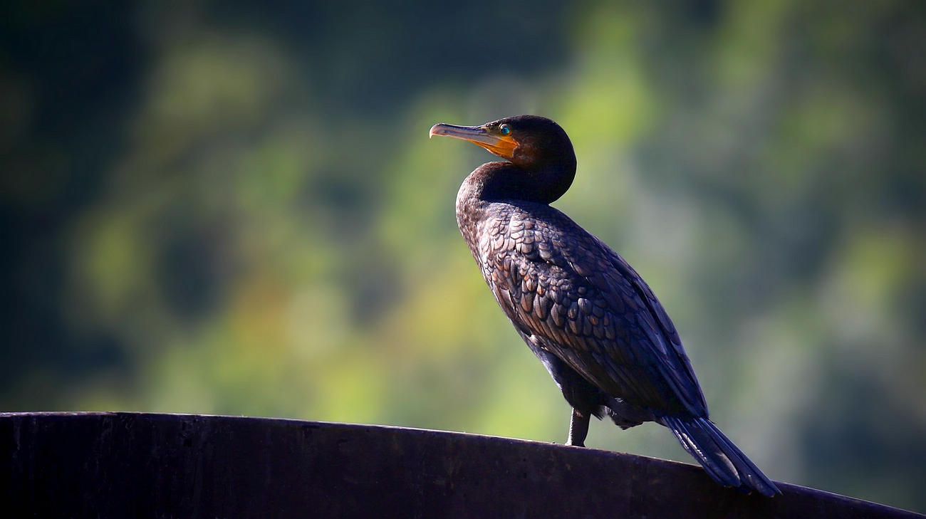 Great Cormorant